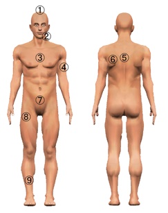 各部位における皮膚の伸展・収縮率の計測1