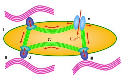 Mechanisms by which cells sense mechanical forces (mechanosensors)