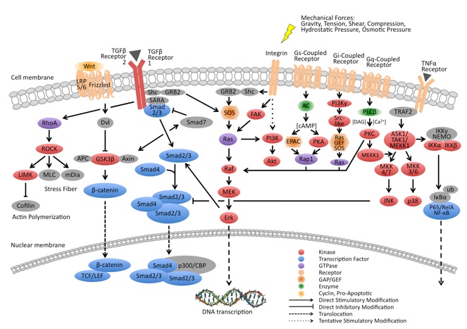 Mechanisms underlying altered gene expressions in cells after the sensing of mechanical forces